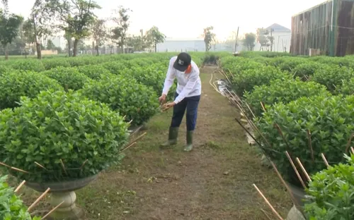 Làng hoa vùng lũ vào vụ Tết