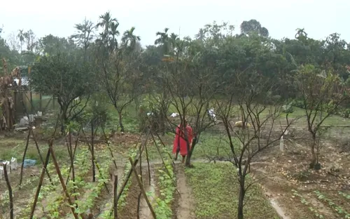 TP Huế: Cây Thanh Trà chết hàng loạt sau lũ