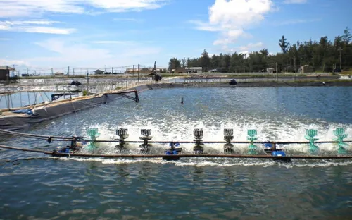 Người nuôi tôm trúng mánh dịp cận Tết