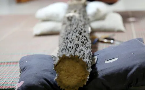 Hà Tĩnh: Phát hiện khúc trầm tốc bông tự nhiên 15kg, trị giá hơn 1 tỷ đồng