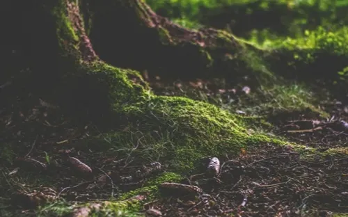 Mạng lưới liên lạc "ngầm" kỳ diệu của rừng già