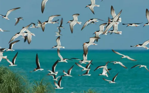 Chim di cư: Những cuộc hành trình xuyên lục địa thách thức giới hạn sinh học