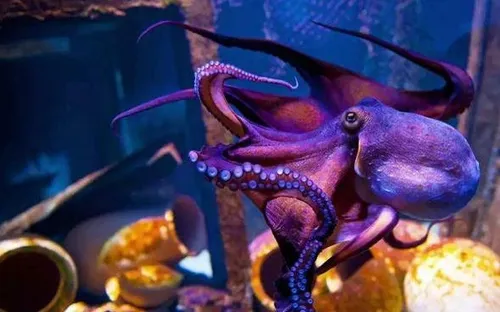 Bạch tuộc: Những "người ngoài hành tinh" thông minh dưới đáy đại dương
