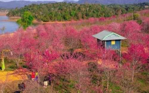 Điện Biên: Phát động trồng 1 vạn cây anh đào