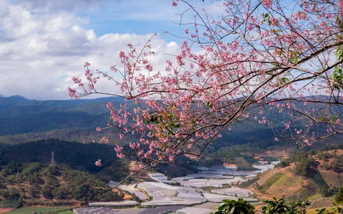 Nghệ sĩ hội tụ tại sân khấu thực cảnh hoàng tráng khai mạc Lễ hội hoa mai anh đào - Đà Lạt Xuân 2026
