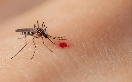 Sốt xuất huyết, tay chân miệng tại TP Hồ Chí Minh giảm