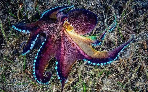 Mật mã của sự im lặng: Ngôn ngữ ánh sáng dưới đáy đại dương