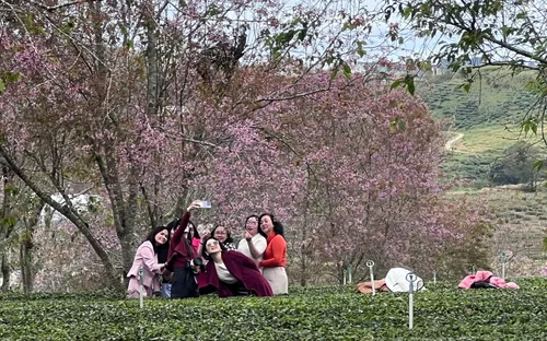 Rực rỡ sắc hồng Mai Anh Đào trên đồi trà Cầu Đất ngày đầu xuân