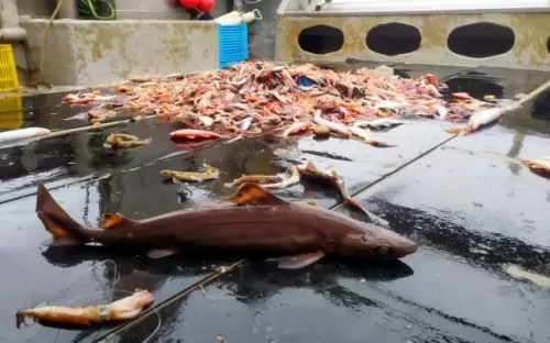 Cá mập gulper bị săn lùng vì “vàng lỏng” squalene trong ngành mỹ phẩm