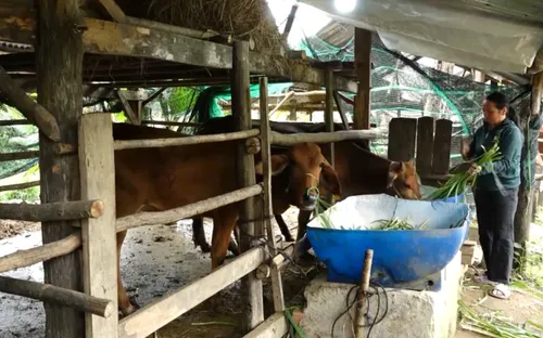 Chi bộ giúp dân giảm nghèo bền vững