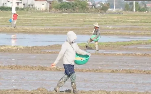 Đảm bảo giống vụ sản xuất Đông Xuân