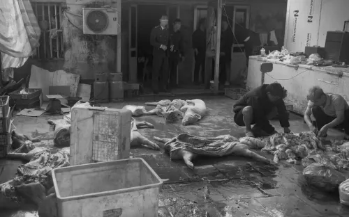 Khởi tố đường dây thu mua, giết mổ lợn chết, lợn mắc dịch tả châu Phi tại Hưng Yên