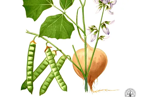 Chất độc chết người trong hạt củ đậu – Loại củ ngọt mát bán đầy chợ