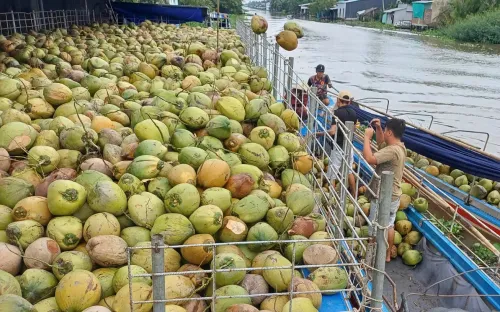 Xuất khẩu dừa tươi lần đầu vượt thanh long, thu về hơn nửa tỷ USD