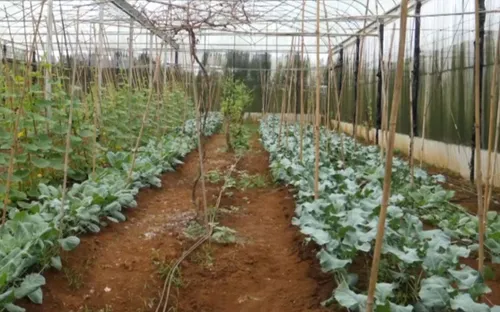 Khởi nghiệp xanh - Hướng đi mới của thanh niên nông thôn.