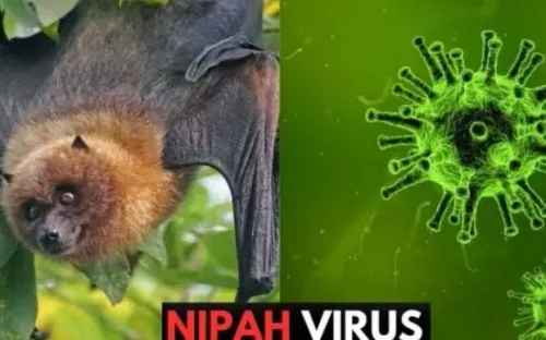 Tăng cường phòng chống virus Nipah, bệnh truyền nhiễm nguy hiểm chưa có thuốc đặc trị