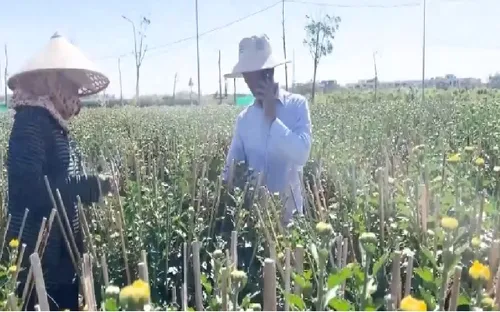 Nông dân trồng hoa vùng thiên tai thận trọng bán hoa sớm