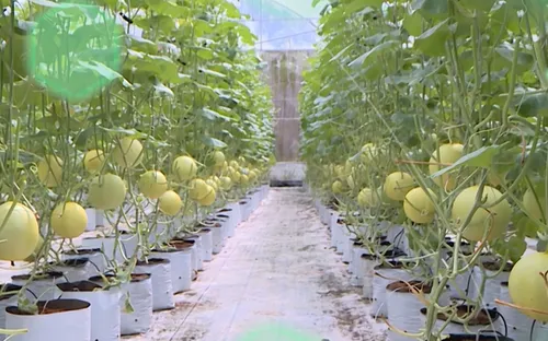 Kinh tế Hợp tác xã - Đổi mới và Phát triển