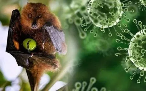 Chuyên gia ĐH Y Harvard: Virus Nipah nguy hiểm nhưng khó bùng phát diện rộng tại Việt Nam