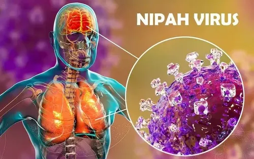 WHO đánh giá nguy cơ lây lan virus Nipah từ Ấn Độ ở mức thấp