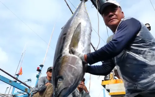 Ngư dân khai thác cá ngừ đại dương trúng chuyến biển cuối năm