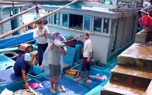 Ngư dân Gia Lai phấn khởi vì trúng đậm cá ngừ đại dương trước Tết