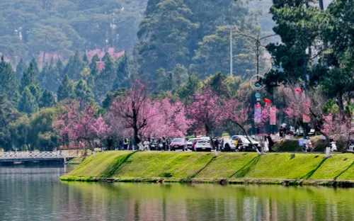 Bế mạc lễ hội hoa mai anh đào Đà Lạt Xuân 2026, hẹn mùa hội mới giàu bản sắc