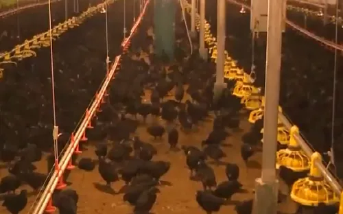 Nông nghiệp xanh và sạch - Hướng đi của ngành chăn nuôi