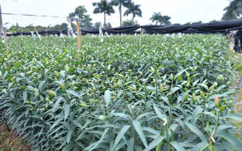 Hơn 1.200 gốc hoa ly ở Hà Nội bị chặt phá sát Tết, chủ vườn thiệt hại nặng