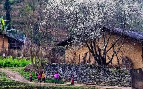 Mùa hoa xuân mở lối du lịch khám phá vùng cao phía Bắc