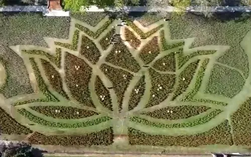 Đóa sen khổng lồ từ 50 ngàn chậu hoa trong kinh thành Huế