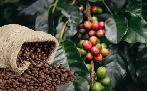 Xuất khẩu cà phê khởi sắc đầu năm, đặc sản giúp nâng tầm giá trị