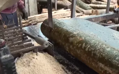 Xuất khuất vỏ cây keo sau thu hoạch