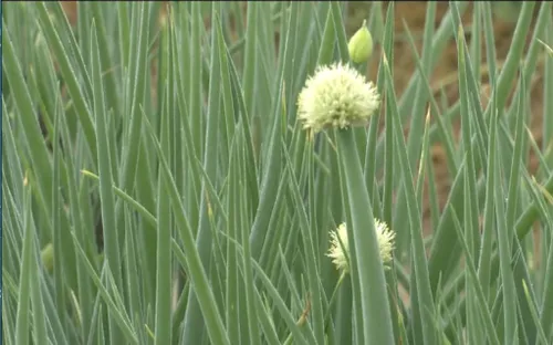 Giá rau giảm mạnh cận Tết