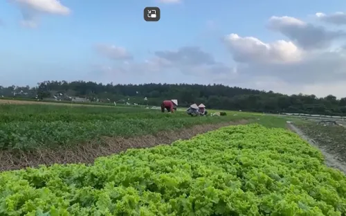 Rau Tết từ vùng lũ