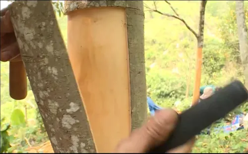 Quế Trà My - Cây xóa đói, giảm nghèo bền vững