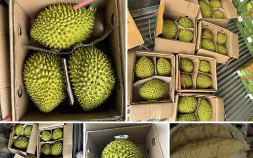 Sầu riêng trái vụ khan hàng, giá tăng mạnh trước Tết