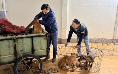 Triệt phá đường dây trộm cắp chó liên tỉnh quy mô lớn tại Gia Lai