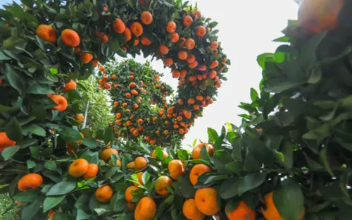 Thị trường hoa, cây cảnh Tết sôi động, sức mua tăng dần, giá bán giữ ổn định