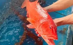 Cả gia đình nhập viện sau bữa cá mú đỏ, bác sĩ cảnh báo ngộ độc Ciguatoxin nguy hiểm