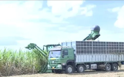 Hỗ trợ nông dân thu hoạch mía xuyên Tết