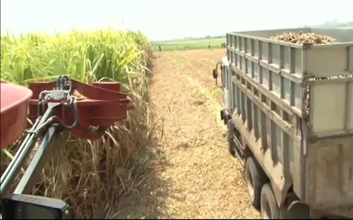 Mía được mùa được giá