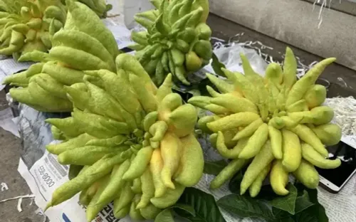 Phật thủ 2 - 4 kg giá tới một triệu đồng vẫn “cháy hàng” dịp cận Tết