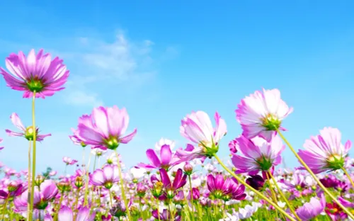 Đảo hoa rộng hơn 2,5 ha ở phường Tân Thành trở thành điểm du xuân hút khách tại Cà Mau