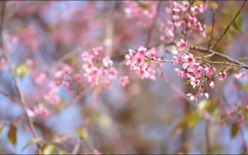 Sắc đào Măng Đen