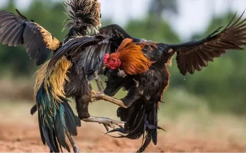 Bắt quả tang 61 người cá cược đá gà trong rừng ở Tây Ninh