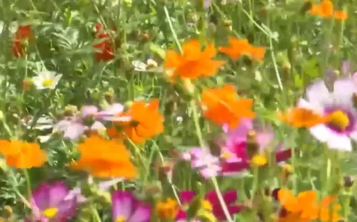 Niềm vui của nông dân vùng lũ trong năm mới