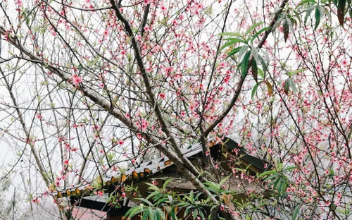 Về bản Tà Số đón sắc xuân dịu dàng giữa cao nguyên Mộc Châu