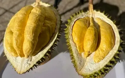 Giá cà phê, sầu riêng neo cao giúp nông dân Tây Nguyên tăng thu nhập mạnh