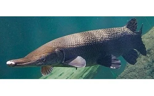 13 người ở Thanh Hóa ngộ độc sau bữa ăn Tết do trứng cá sấu hỏa tiễn